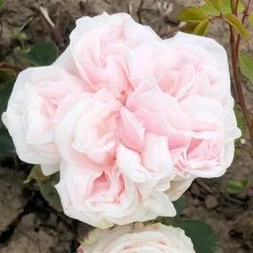 Souvenir de la Malmaison Rose (Rosa Souvenir de la Malmaison) 2